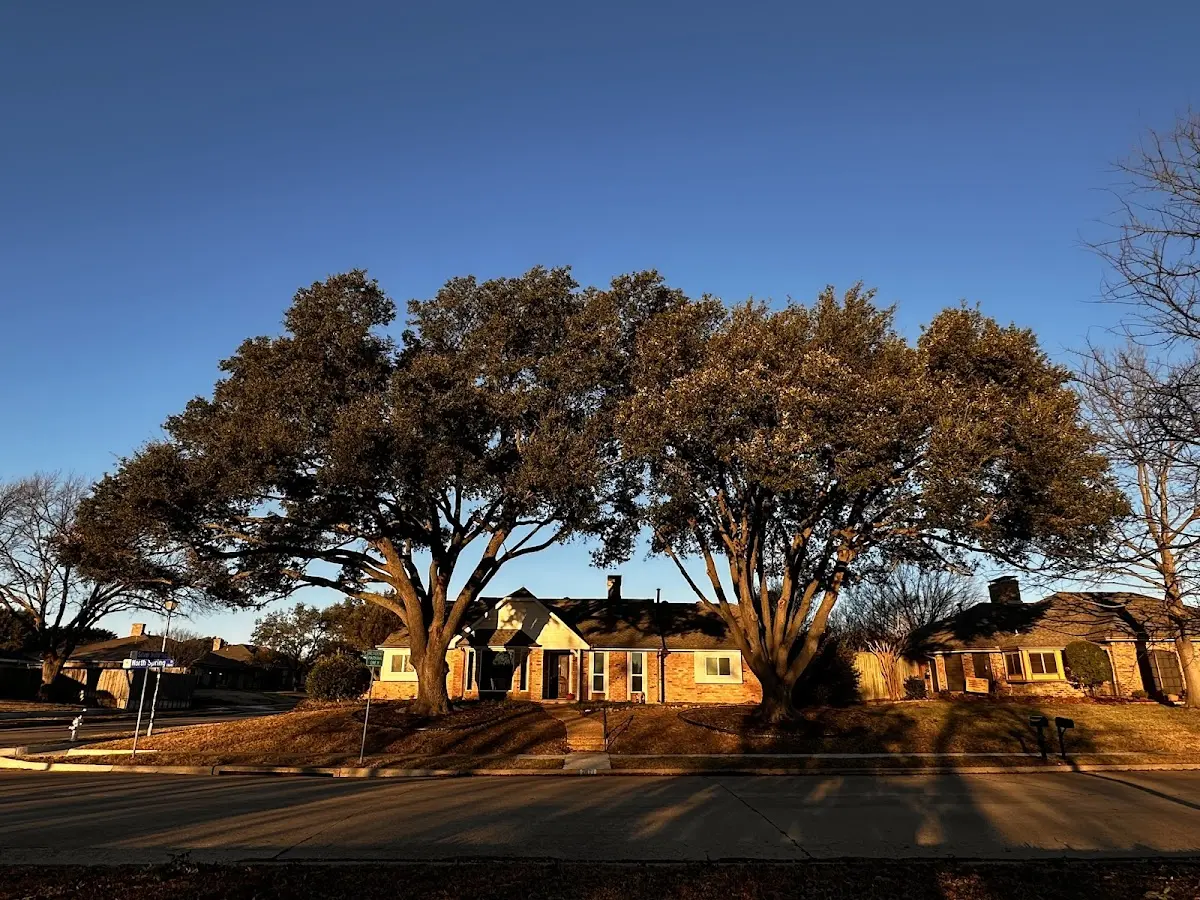 Established residential canopy tree shading a home in West Blocton